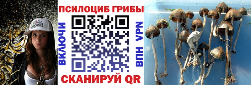 Псилоцибиновые грибы Psilocybe  Кропоткин 